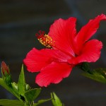 1024px-Hibiscus_rosa-sinensis2_43