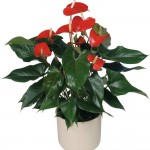 Anthurium_02