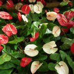 Anthurium_03