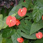 Anthurium_04