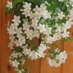 Campanula04