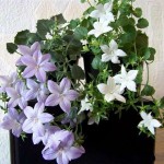 Campanula21