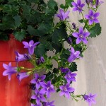 Campanula24
