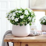 Campanula27