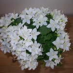 Campanula29