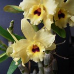 Dendrobium_nobile_hybrid