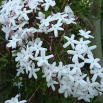 Jasmine05