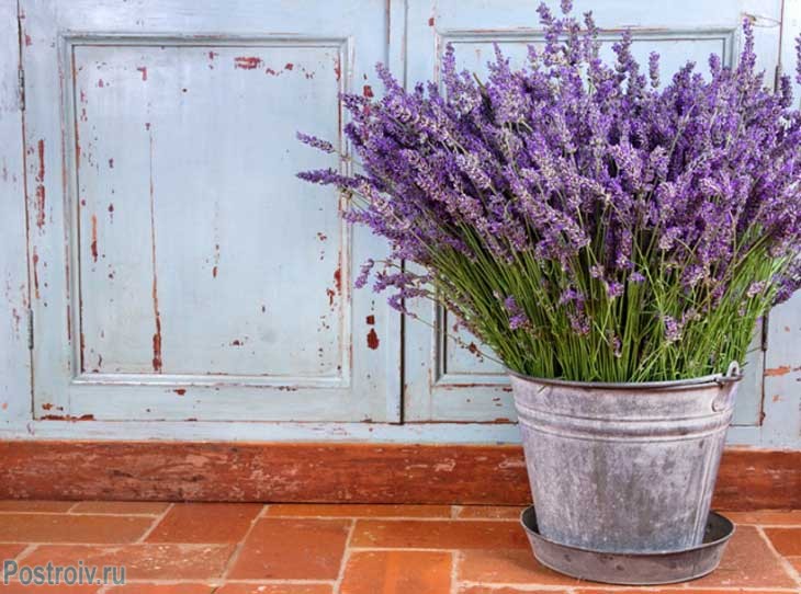 Provence16