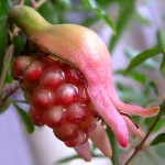 Pomegranate Granaadipuu Punica granatum