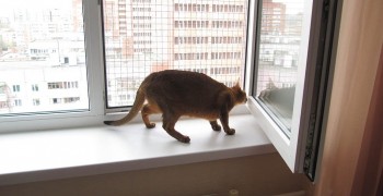 antikoshka_photo11