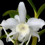 dendnobilevaralba