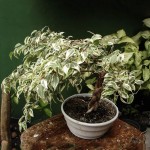 ficus-benjamina-01
