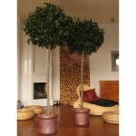 ficus01