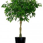 ficus_7