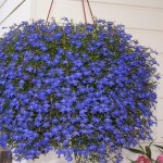 vyrashhivanie-lobelii-na-dache_1