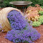 vyrashhivanie-lobelii-na-dache_10